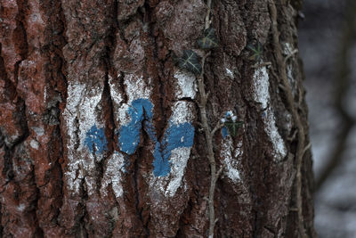 Close-up of tree trunk