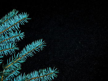 Close-up of plants at night