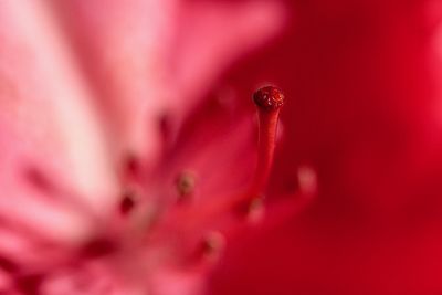 Macro shot of pink flower