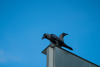 Low angle view of bird on roof against clear blue sky