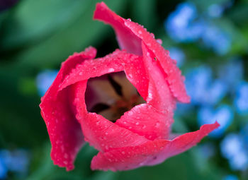 Close-up of wet red rose flower