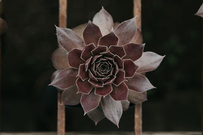 Close-up of wilted rose