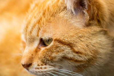 Close-up of a cat