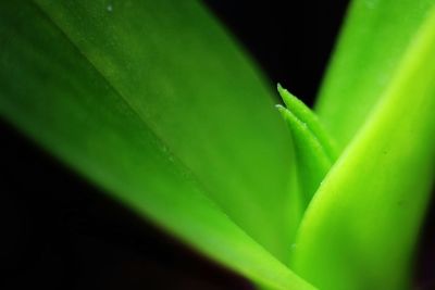 Close-up of leaves