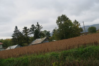 Trees on field against sky