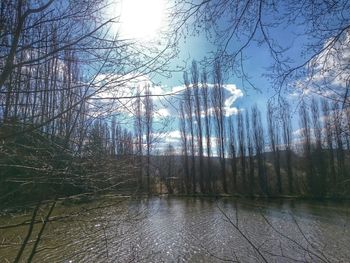 Reflection of bare trees in water