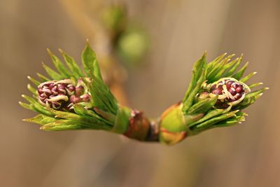 Close-up of flower buds