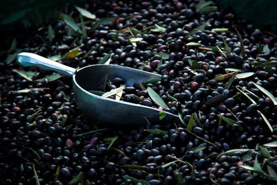 High angle view of olives container 