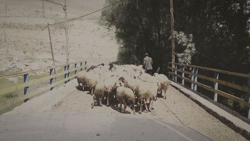 Cows walking on road against sky