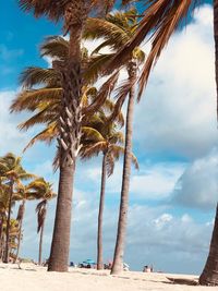 Palm trees on beach against sky