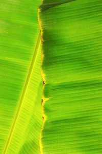 Full frame shot of banana leaf