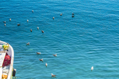 High angle view of seagulls swimming in sea