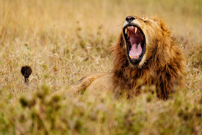 animal