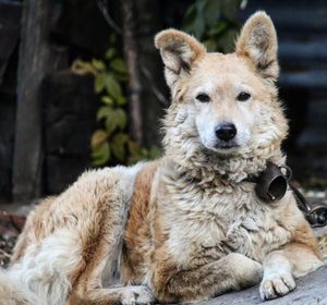 Portrait of dog sitting outdoors