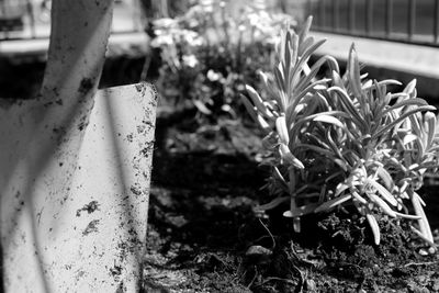 Close-up of plants by railing
