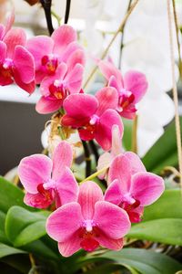 Close-up of pink flowers blooming in park