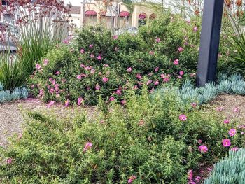 Pink flowering plants in garden