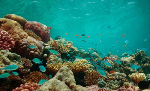 View of fish swimming in sea