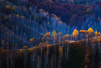 Pine trees in forest during autumn