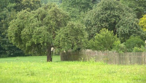 Trees growing in field