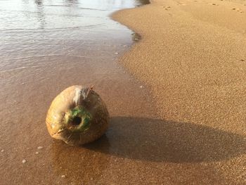 High angle view of fruit on beach