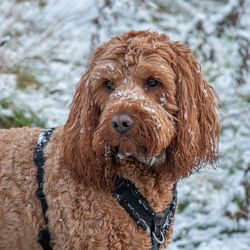 Cockapoo dog face covered in snow during a walk in countryside