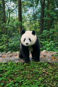 China, giant panda