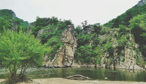 Trees by river against sky