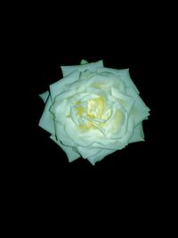 Close-up of white rose