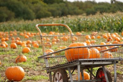 Pumpkins on push cart at farm