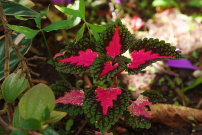 Close-up of pink flowers