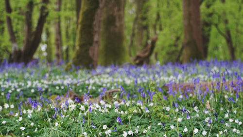 Purple crocus flowers in field