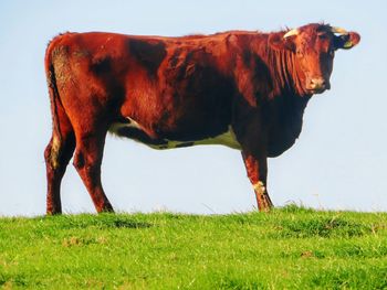 Cow in a field