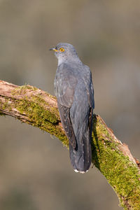 Close-up of bird perching on branch