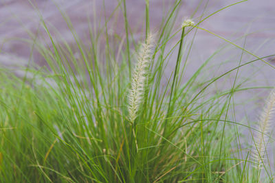 Close-up of crops growing on field