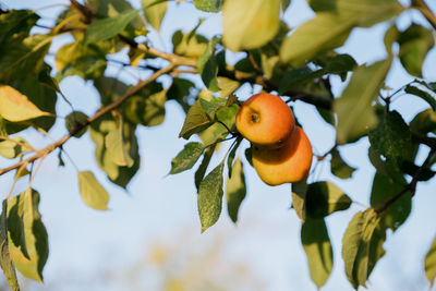 Low angle view of fruits on tree