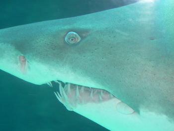 Close-up of fish underwater