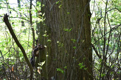 View of a tree trunk