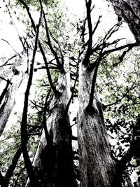 Low angle view of tree against sky