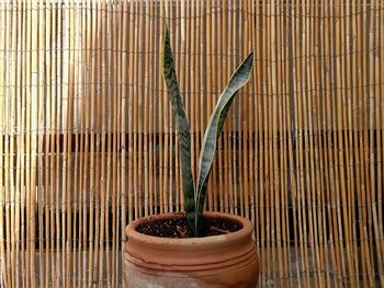 Close-up of potted plant