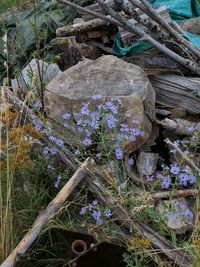 Close-up of plants