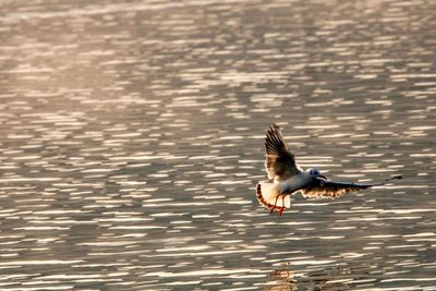 Bird flying over lake