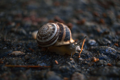 Close-up of snail on land