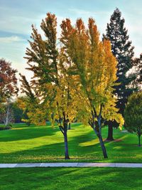 Trees in park during autumn