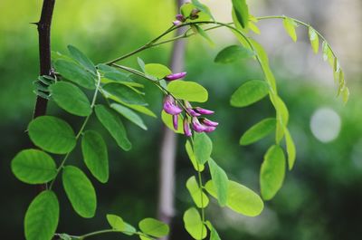 Close-up of purple flowering plant