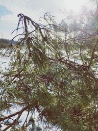 Low angle view of pine tree