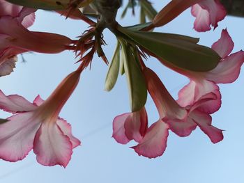 Low angle view of flowering plant against sky