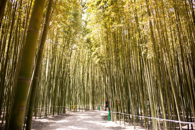 Bamboo grove in sunlight