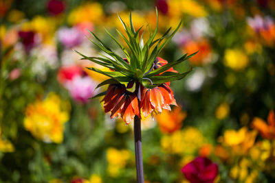 Close-up of orange flowering plant