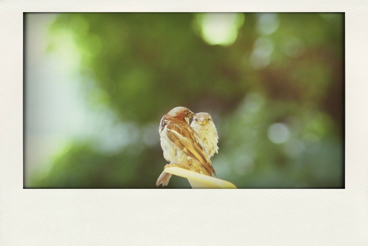 close-up, transfer print, focus on foreground, auto post production filter, nature, fragility, selective focus, leaf, growth, dry, plant, no people, day, beauty in nature, outdoors, stem, single object, leaf vein, freshness, natural pattern